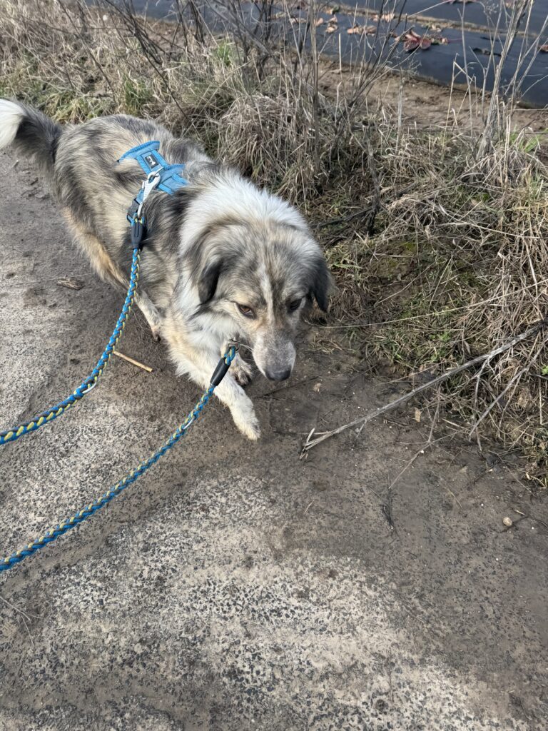 Tierheim Hattersheim - IMG 5470