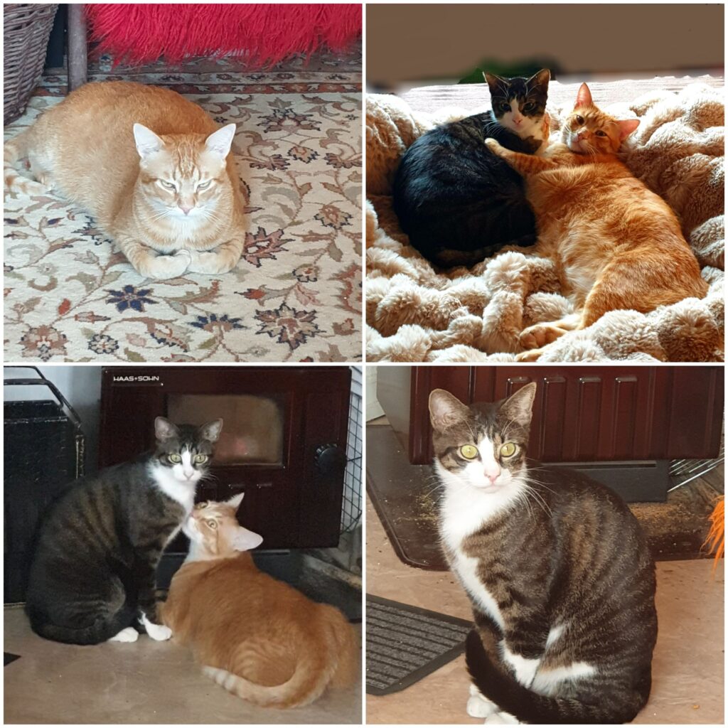 Krono & Ermis 1 Tierheim Hattersheim - IMG 8236