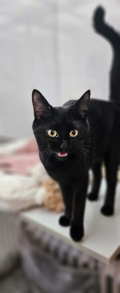 Tierheim Hattersheim - PHOTO 2026 02 05 18 40 15 3