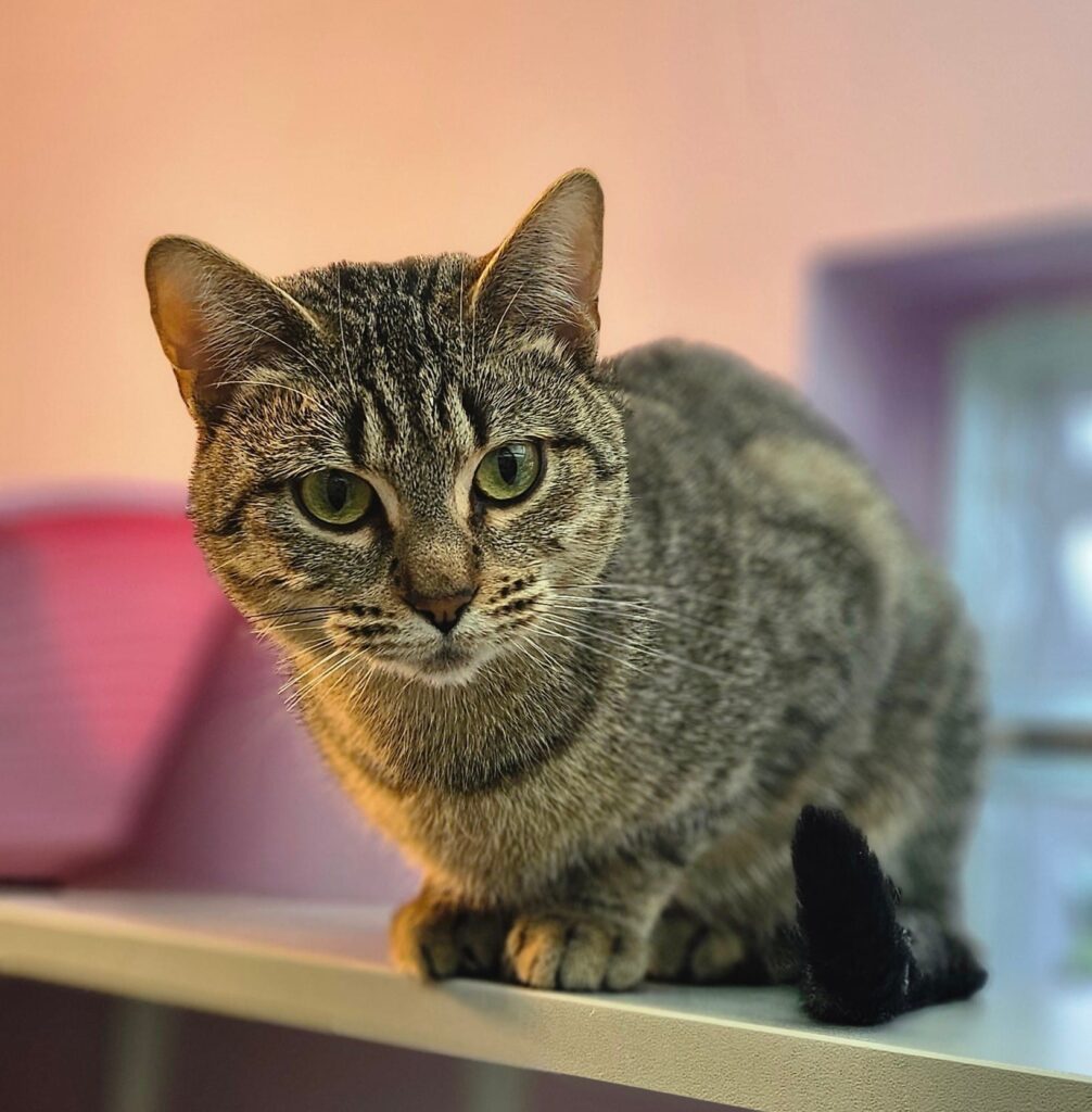 Tierheim Hattersheim - PHOTO 2026 02 05 18 40 15 5