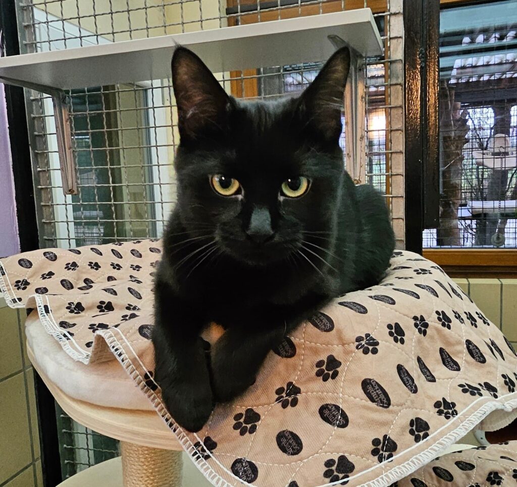 Tierheim Hattersheim - PHOTO 2026 02 05 18 40 16 4