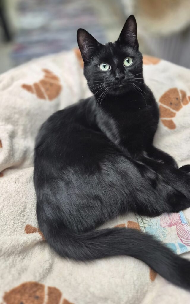 Tierheim Hattersheim - PHOTO 2026 02 05 18 40 16 5