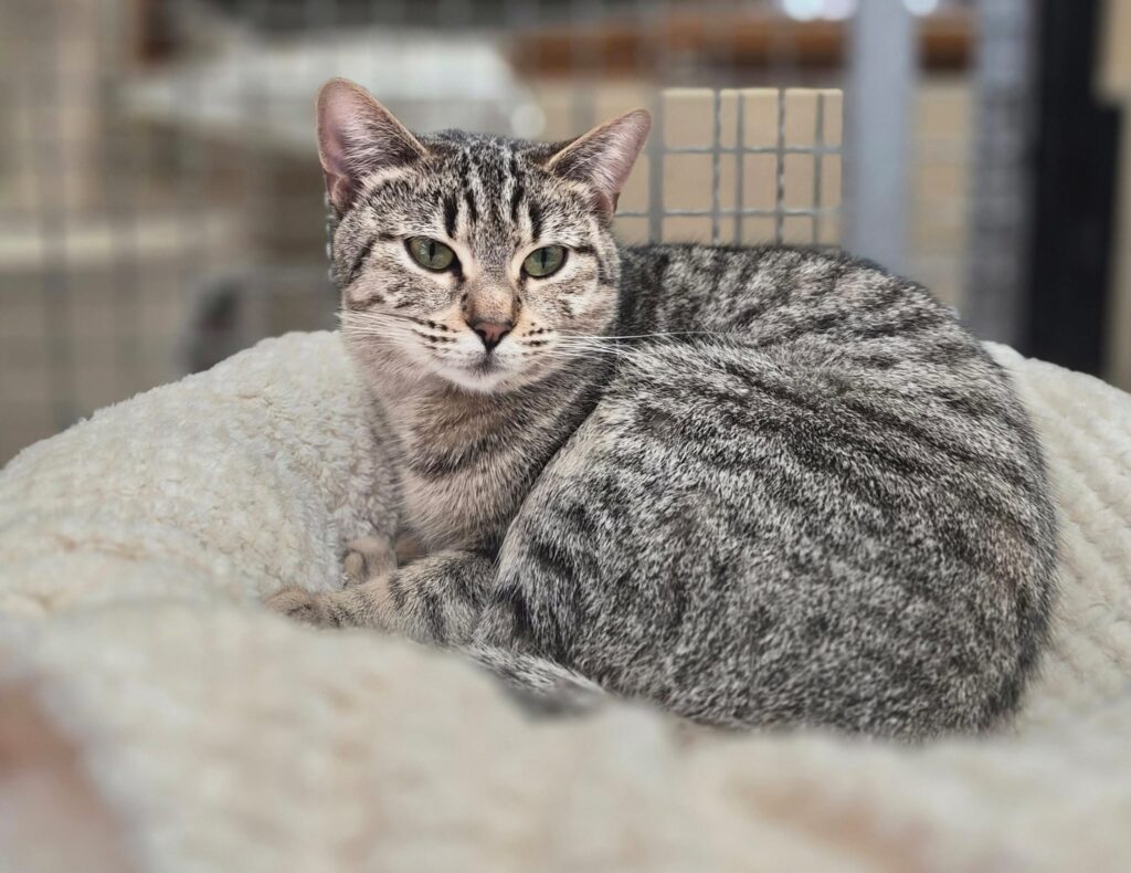 Tierheim Hattersheim - PHOTO 2026 02 05 18 40 16 6