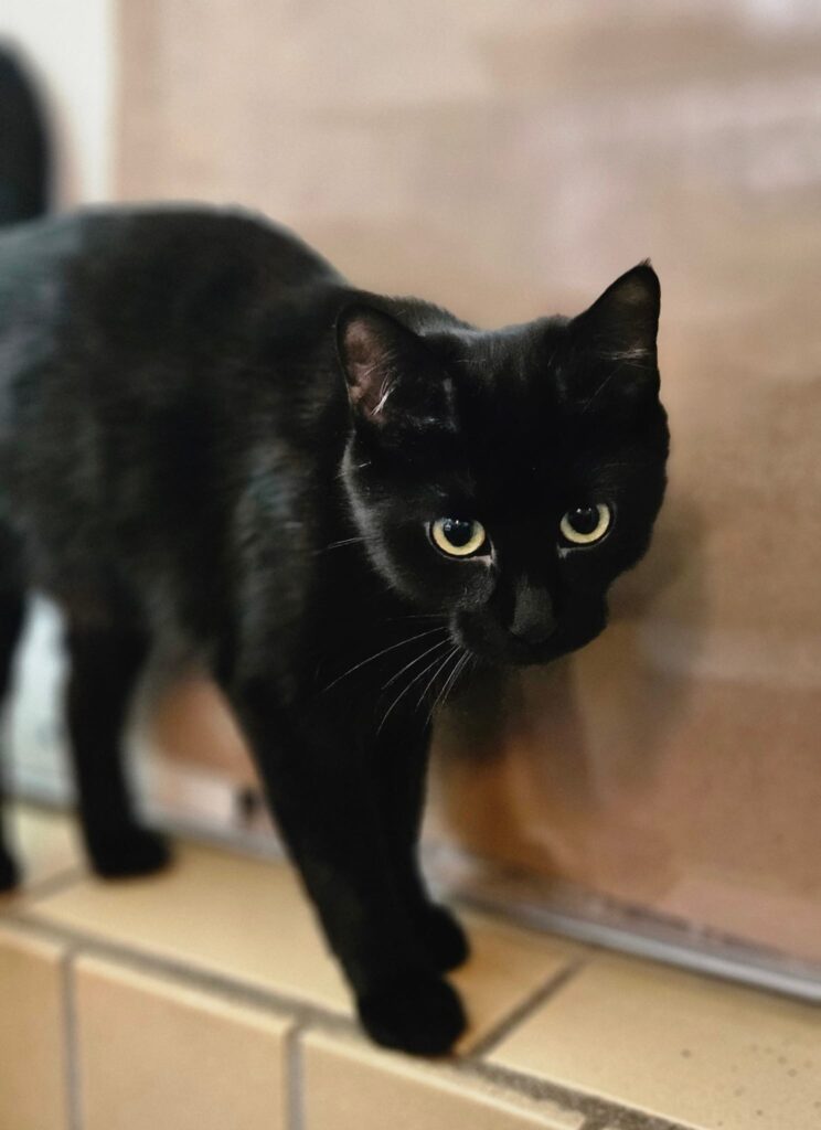 Tierheim Hattersheim - PHOTO 2026 02 05 18 40 16