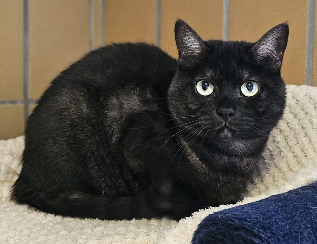 Tierheim Hattersheim - PHOTO 2026 02 09 18 21 12 2