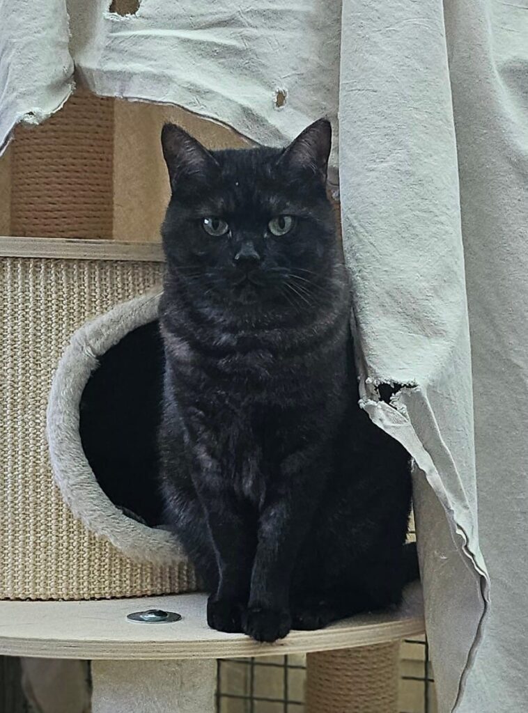 Tierheim Hattersheim - PHOTO 2026 02 09 18 21 12 3