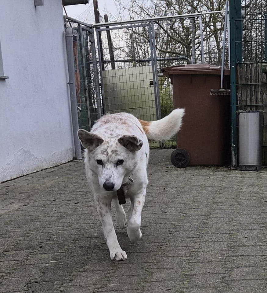 Tierheim Hattersheim - PHOTO 2026 02 10 10 39 15