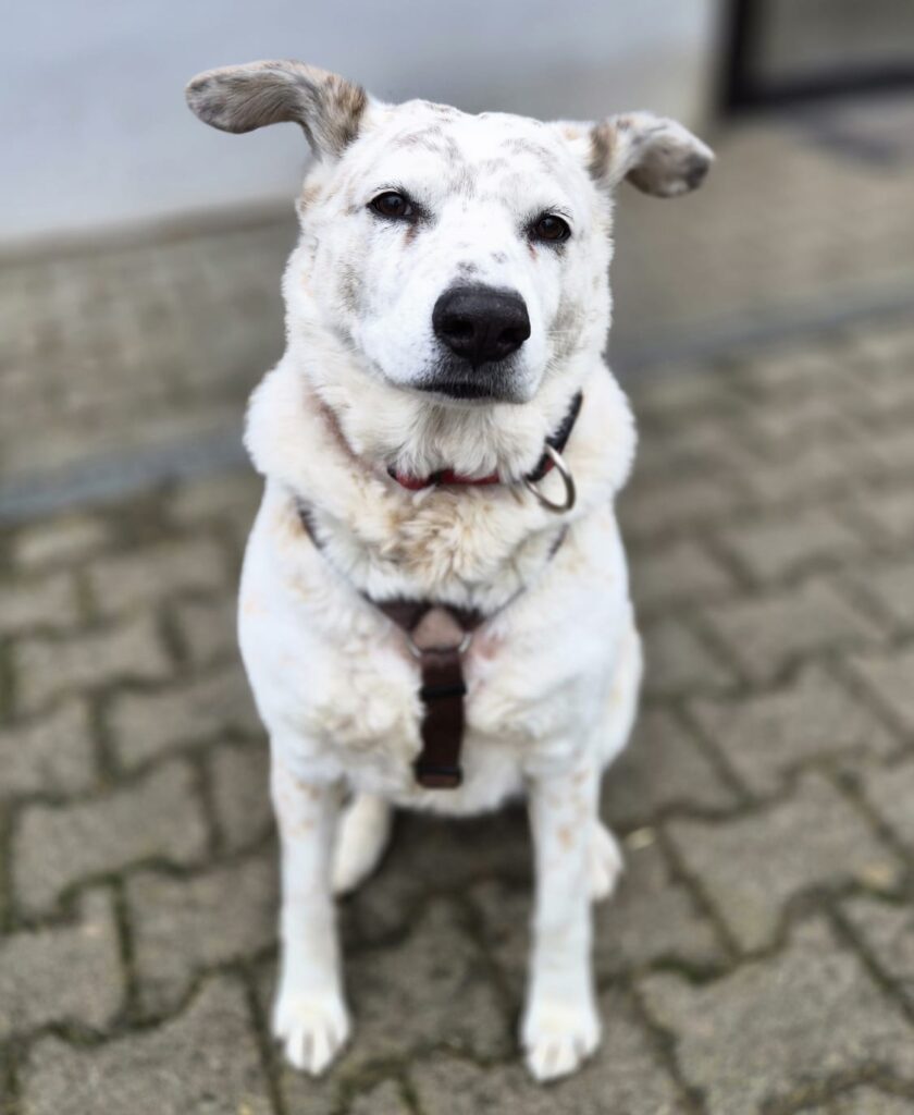 Tierheim Hattersheim - PHOTO 2026 02 10 10 39 16