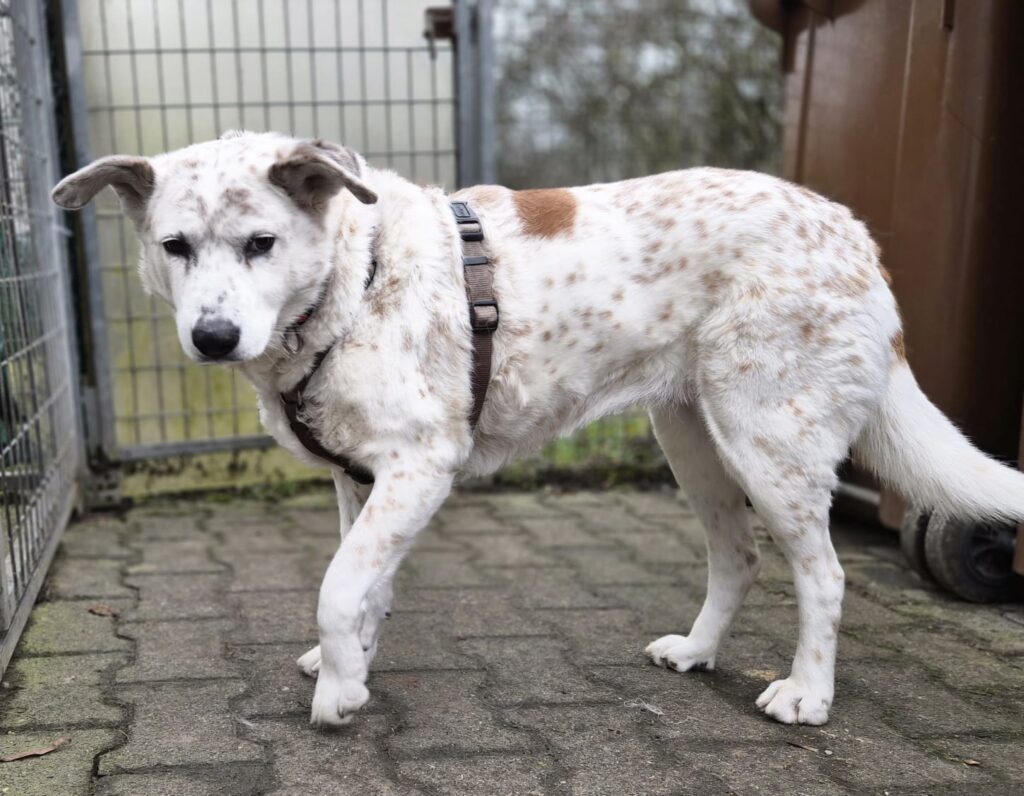 Tierheim Hattersheim - PHOTO 2026 02 10 10 39 37 5