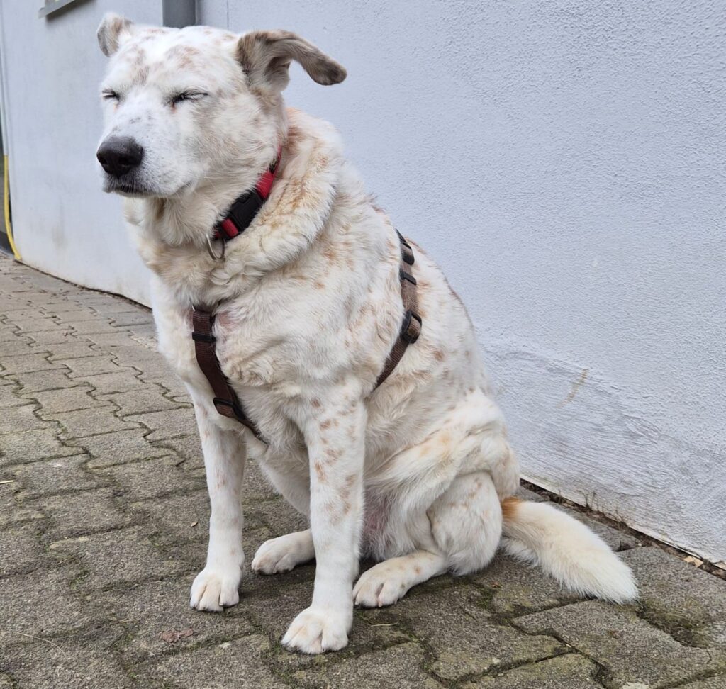 Tierheim Hattersheim - PHOTO 2026 02 10 10 39 38 3