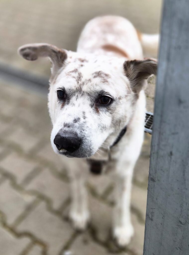 Tierheim Hattersheim - PHOTO 2026 02 10 10 39 38 5