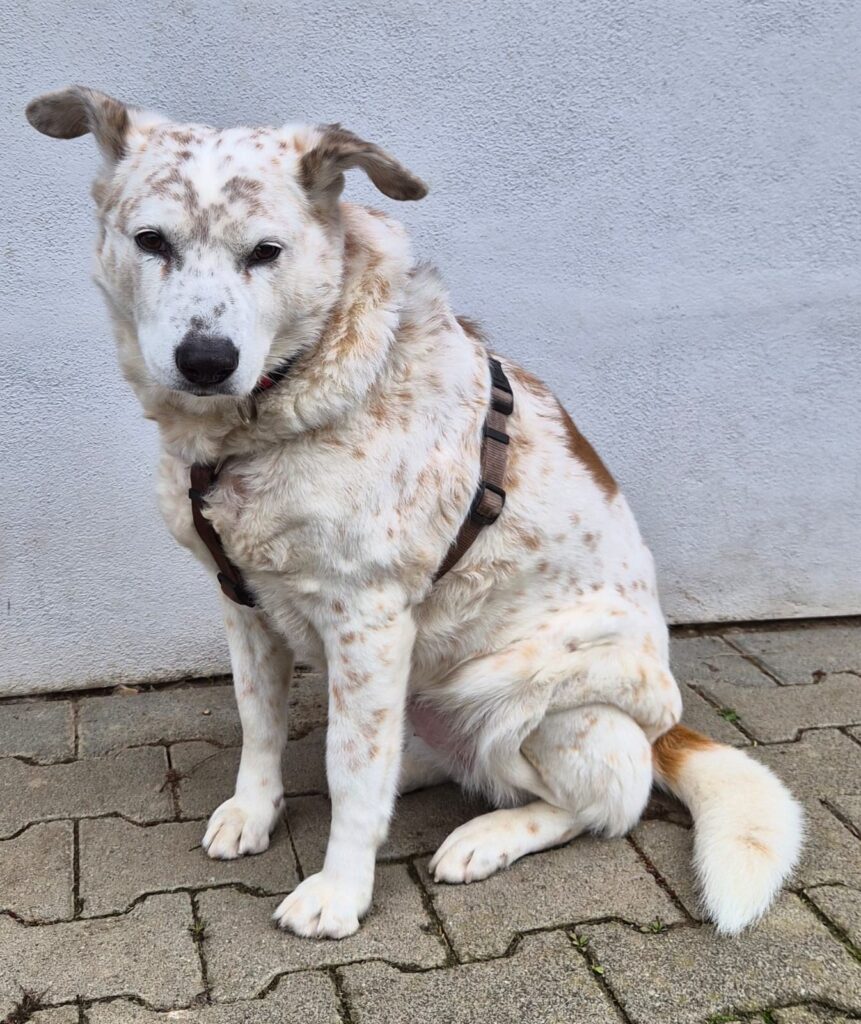 Tierheim Hattersheim - PHOTO 2026 02 10 10 39 38