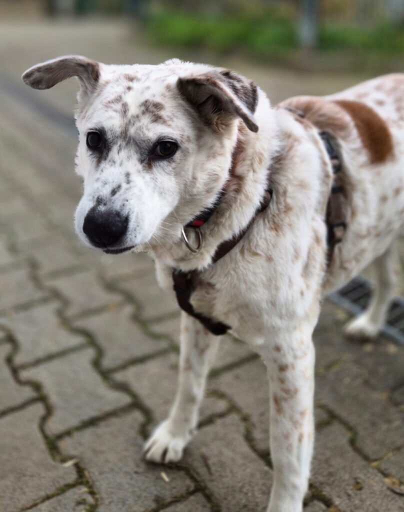 Tierheim Hattersheim - PHOTO 2026 02 10 10 39 39