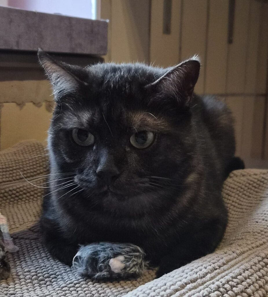 Tierheim Hattersheim - PHOTO 2026 02 12 12 47 46 2