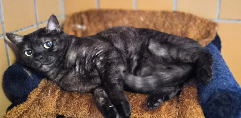 Tierheim Hattersheim - PHOTO 2026 02 12 12 47 46 3