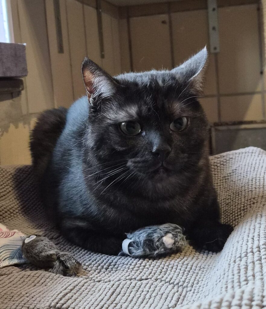 Tierheim Hattersheim - PHOTO 2026 02 12 12 47 46