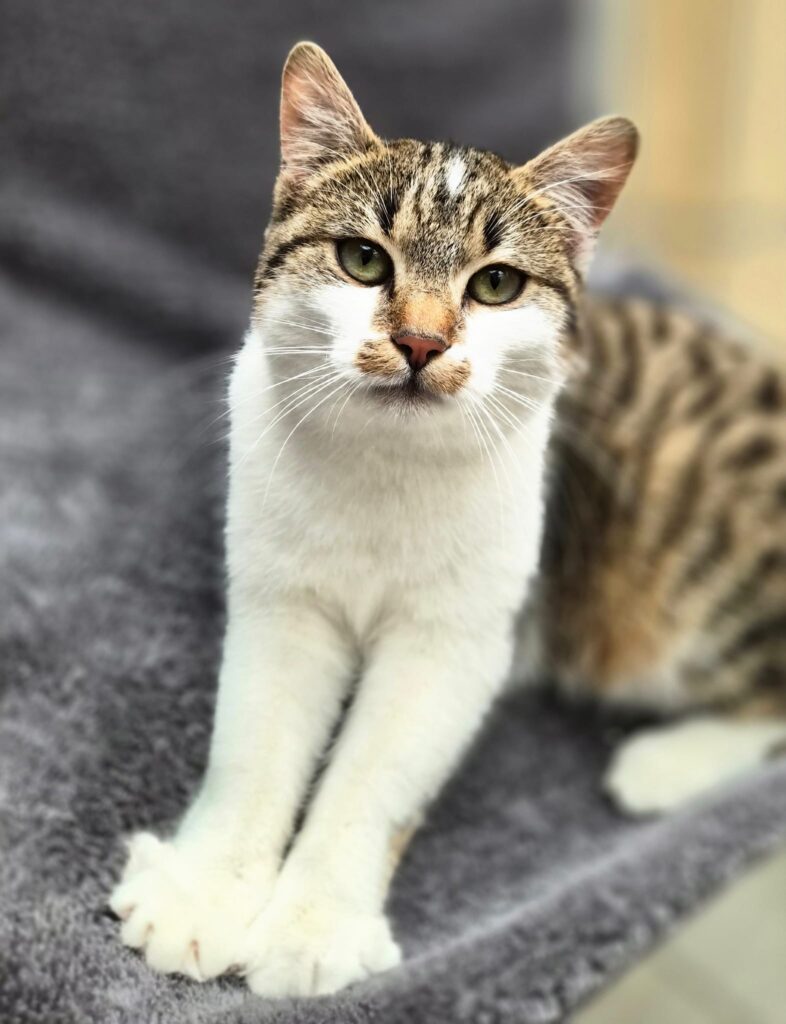 Luna & Stella 6 Tierheim Hattersheim - PHOTO 2026 02 12 15 39 46 2 1