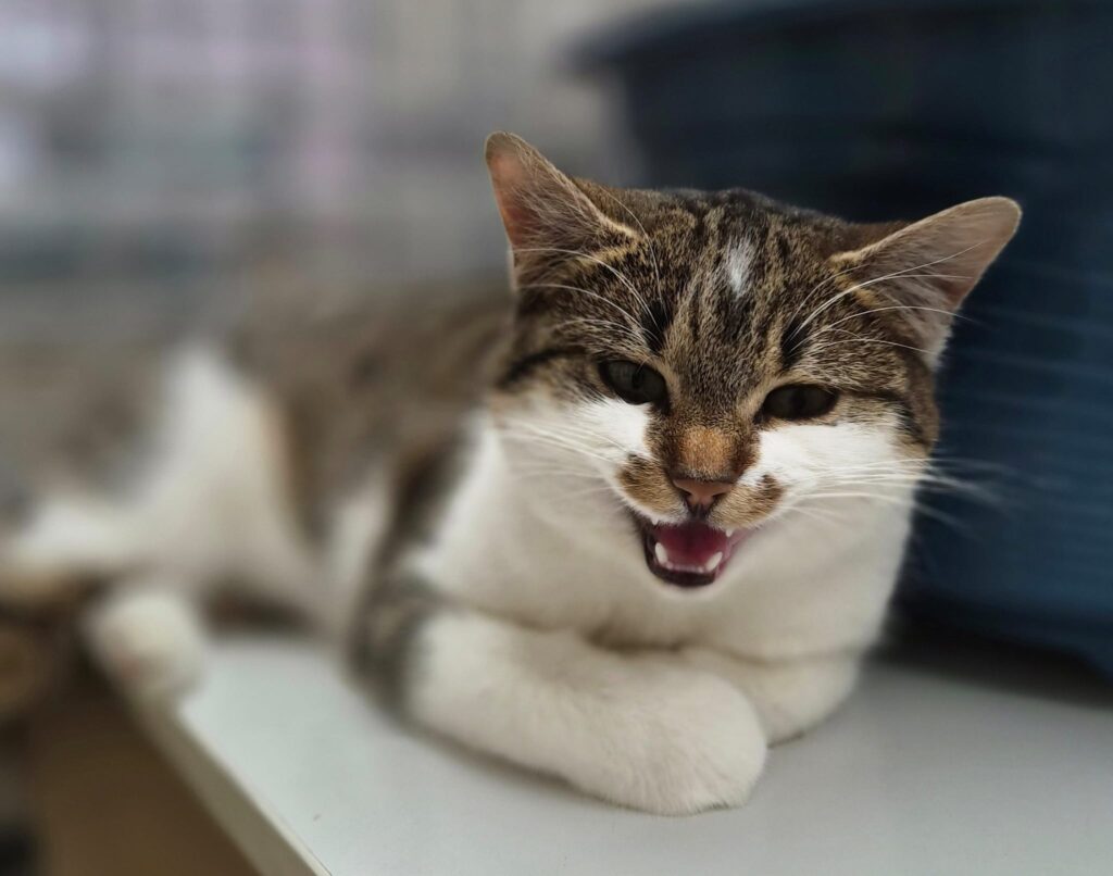 Luna & Stella 8 Tierheim Hattersheim - PHOTO 2026 02 12 15 39 47 3