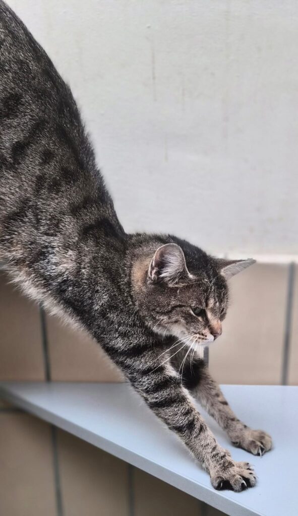 Luna & Stella 3 Tierheim Hattersheim - PHOTO 2026 02 12 15 39 47 5