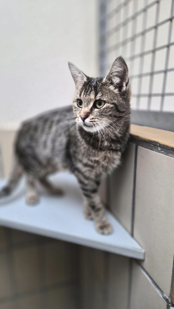 Luna & Stella 5 Tierheim Hattersheim - PHOTO 2026 02 12 15 39 47 6