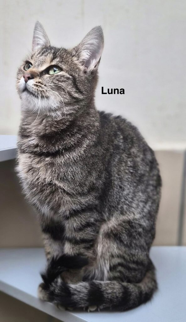 Luna & Stella 2 Tierheim Hattersheim - PHOTO 2026 02 12 15 39 47 7