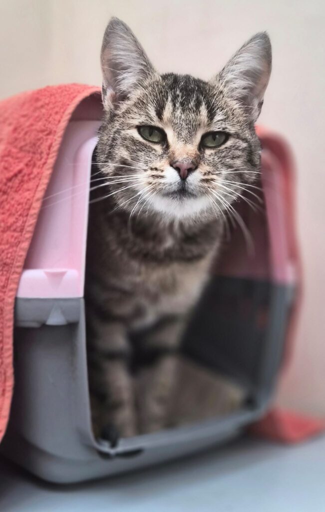 Luna & Stella 7 Tierheim Hattersheim - PHOTO 2026 02 12 15 39 47 9