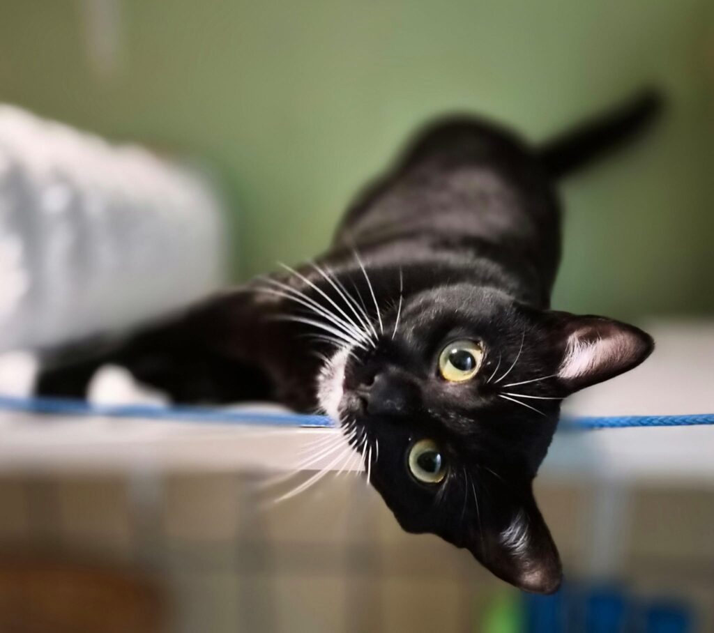 Tierheim Hattersheim - PHOTO 2026 02 13 16 35 00 3