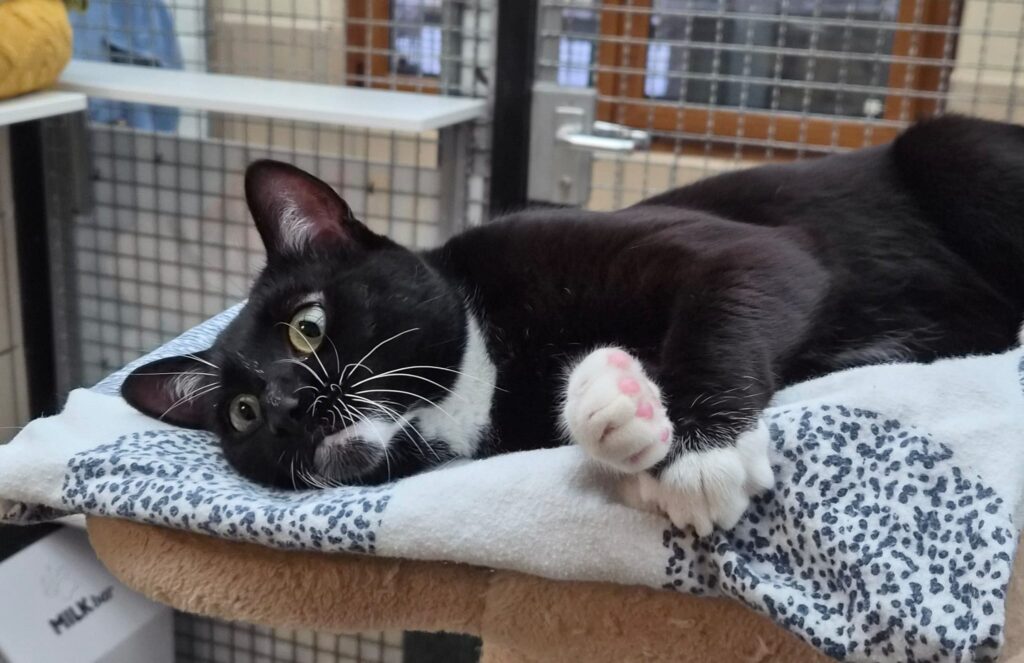 Tierheim Hattersheim - PHOTO 2026 02 13 16 35 00 4