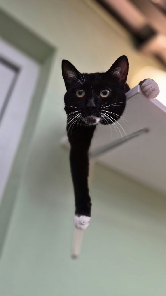 Tierheim Hattersheim - PHOTO 2026 02 13 16 35 00