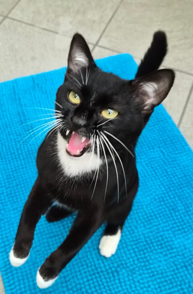 Tierheim Hattersheim - PHOTO 2026 02 13 16 35 01 2