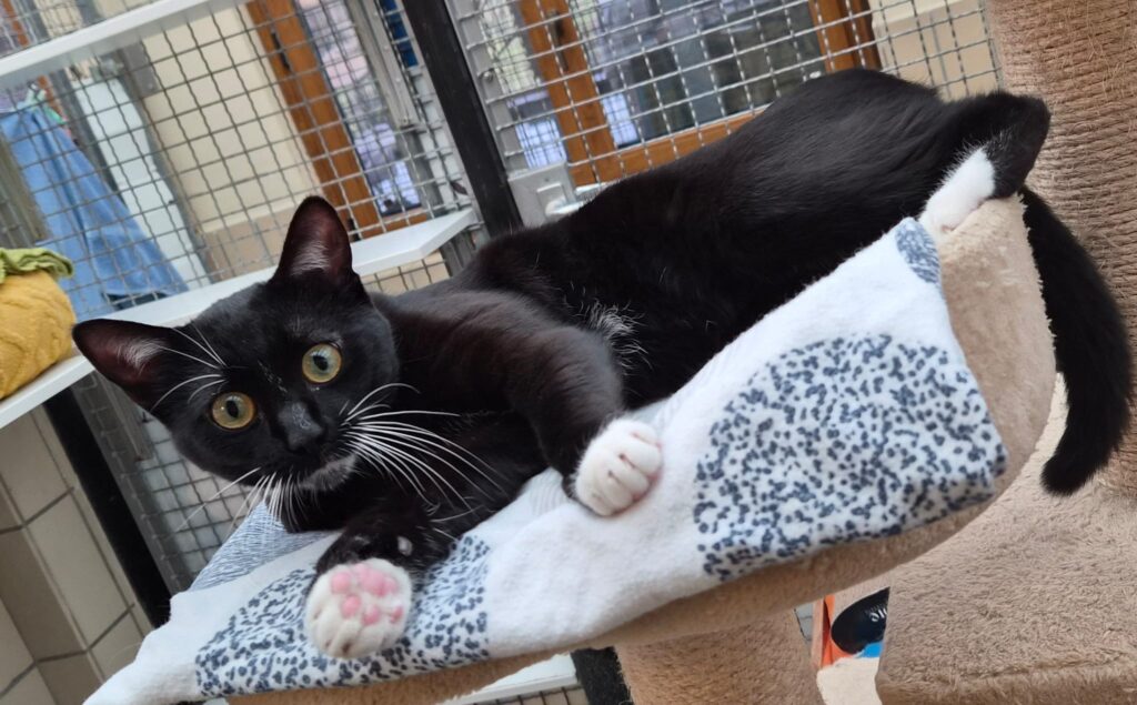 Tierheim Hattersheim - PHOTO 2026 02 13 16 35 01 3