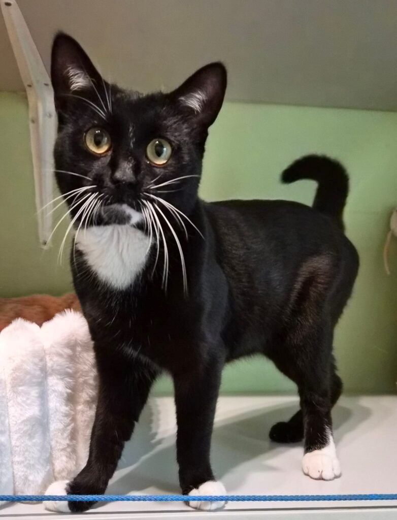 Tierheim Hattersheim - PHOTO 2026 02 13 16 35 01 6 1