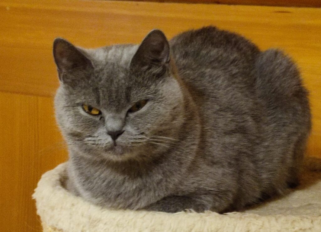 Minou 3 Tierheim Hattersheim - PHOTO 2026 02 17 14 05 41