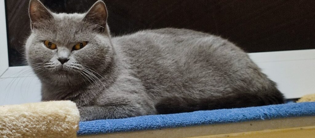 Minou 1 Tierheim Hattersheim - PHOTO 2026 02 17 14 05 42 2