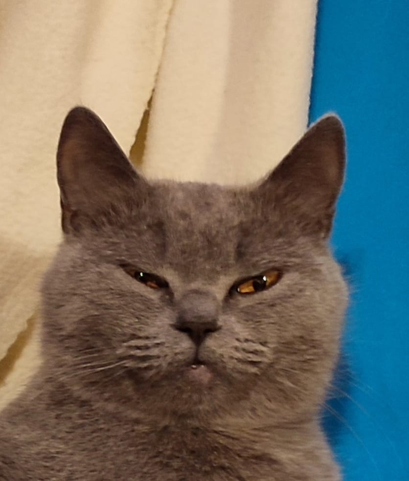 Minou 2 Tierheim Hattersheim - PHOTO 2026 02 17 14 05 42