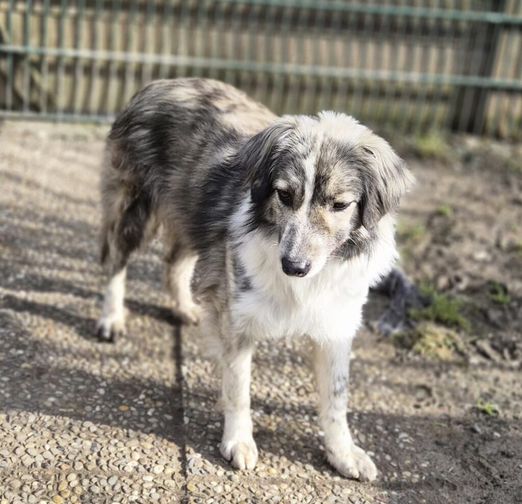 Tierheim Hattersheim - PHOTO 2026 02 18 12 47 02 2 1