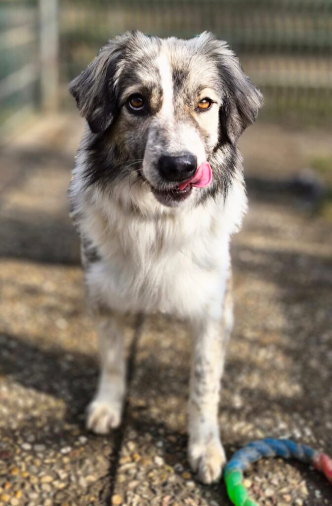 Tierheim Hattersheim - PHOTO 2026 02 18 12 47 04 2 2