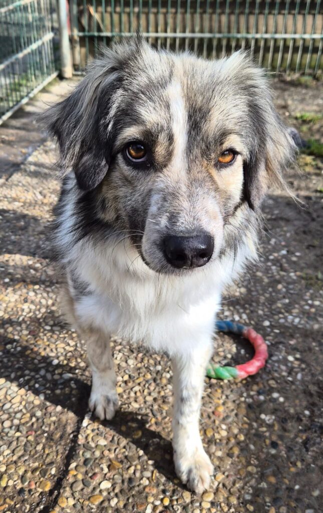 Tierheim Hattersheim - PHOTO 2026 02 18 12 47 04 3