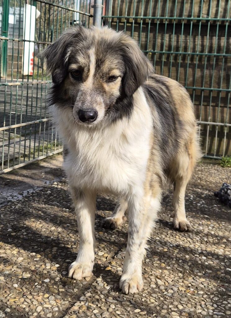 Tierheim Hattersheim - PHOTO 2026 02 18 12 47 04 4