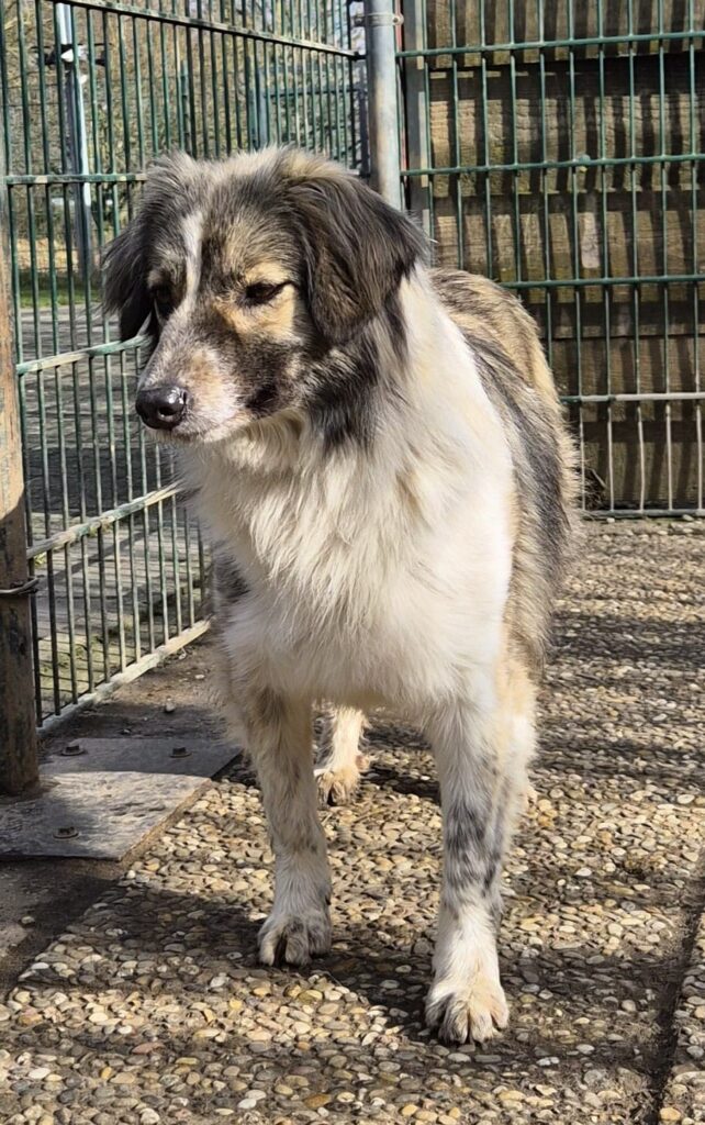 Tierheim Hattersheim - PHOTO 2026 02 18 12 47 04 6