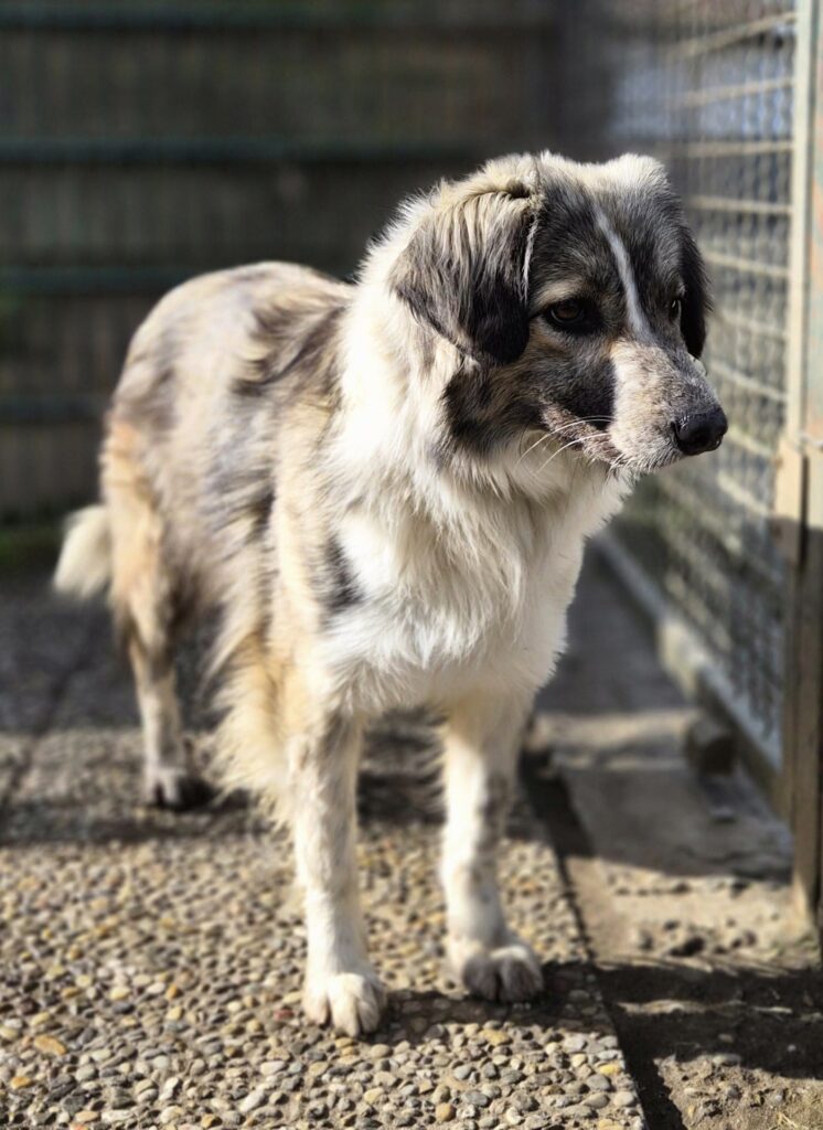 Tierheim Hattersheim - PHOTO 2026 02 18 12 47 04 7