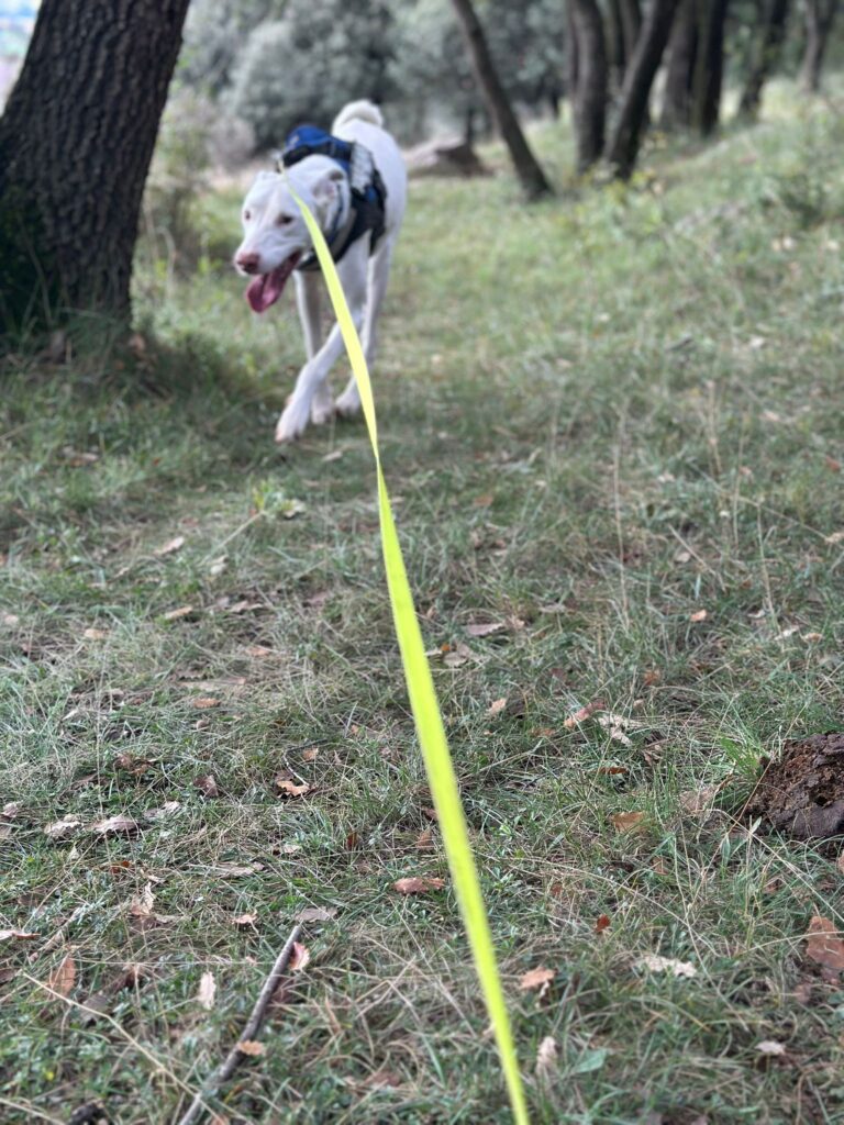 Tierheim Hattersheim - PHOTO 2026 02 21 14 31 56