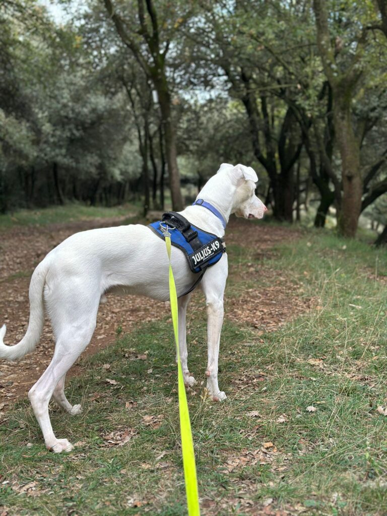 Tierheim Hattersheim - PHOTO 2026 02 21 14 31 57 3