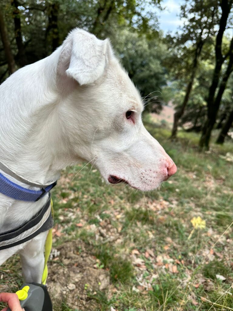 Tierheim Hattersheim - PHOTO 2026 02 21 14 31 57 4