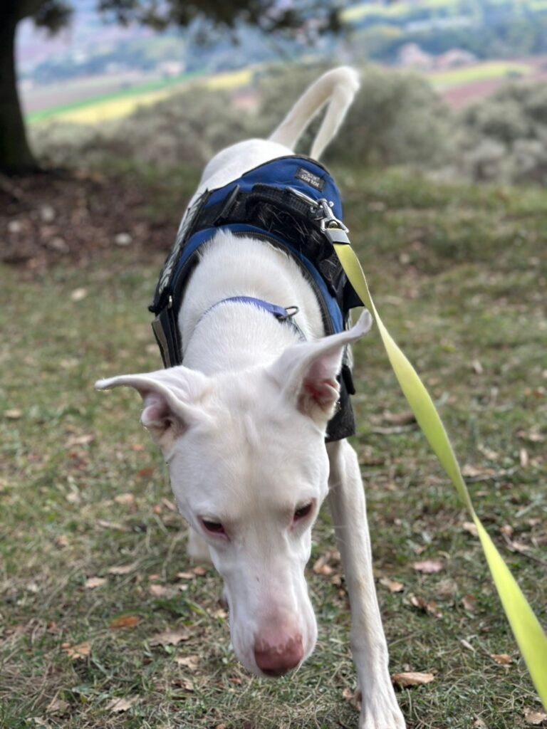 Tierheim Hattersheim - PHOTO 2026 02 21 14 31 57 6