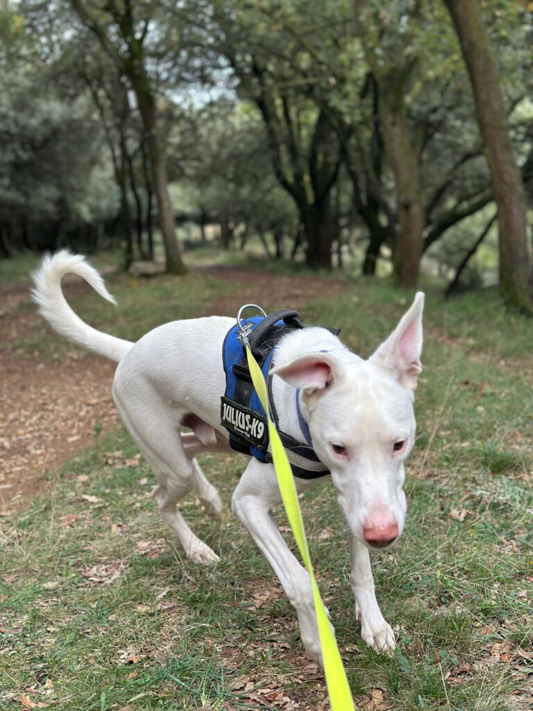 Tierheim Hattersheim - PHOTO 2026 02 21 14 31 57 7 1