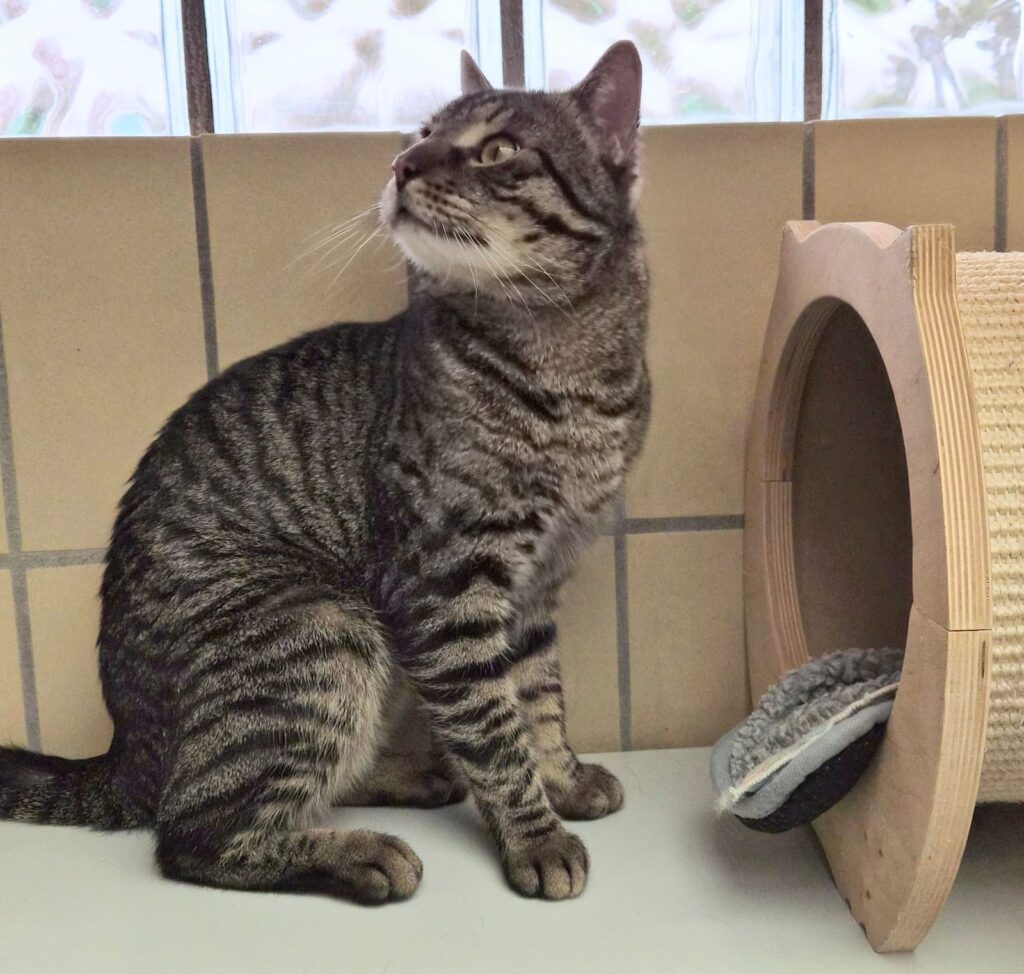 Merlin 1 Tierheim Hattersheim - PHOTO 2026 02 27 15 51 11 3