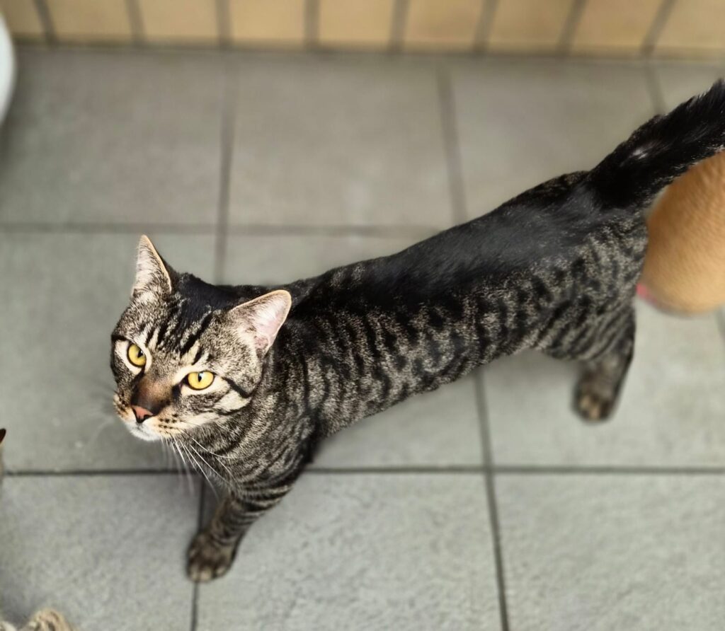 Merlin 2 Tierheim Hattersheim - PHOTO 2026 02 27 15 51 11 4