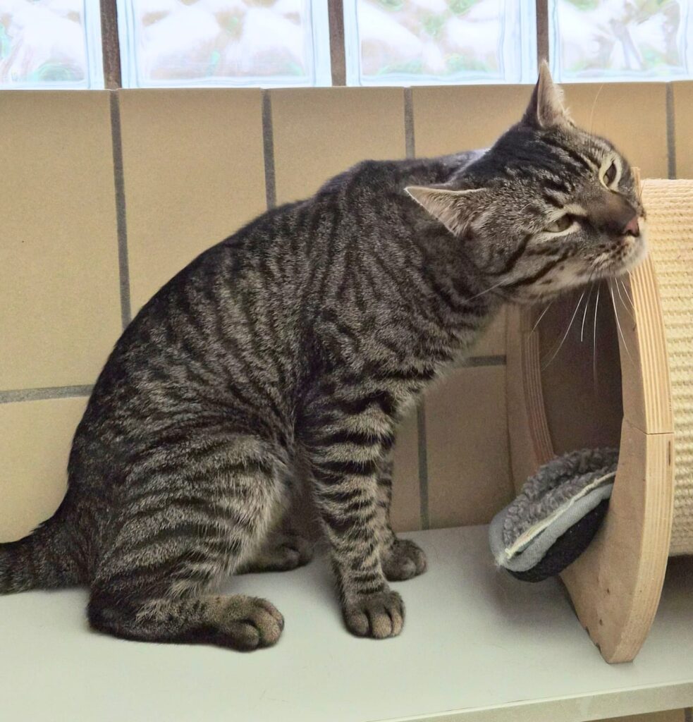 Merlin 4 Tierheim Hattersheim - PHOTO 2026 02 27 15 51 11 5