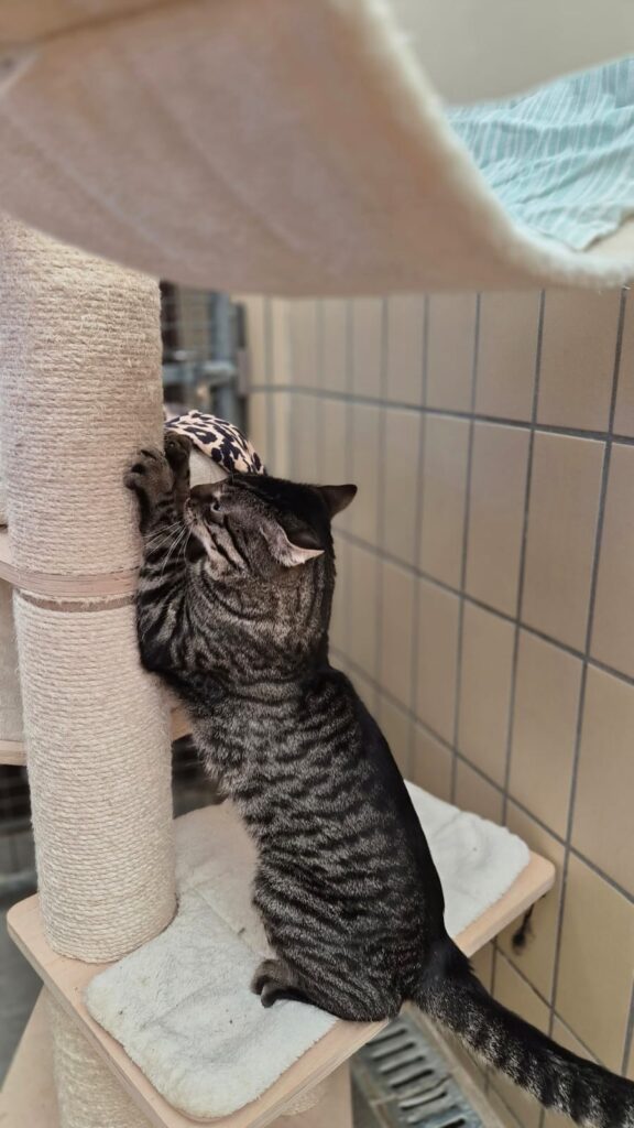 Merlin 3 Tierheim Hattersheim - PHOTO 2026 02 27 15 51 11 6